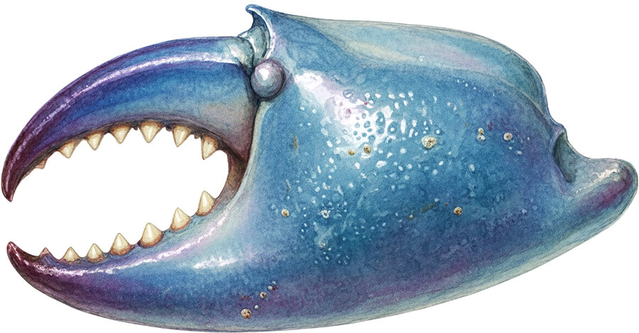 Astrology-Zodiac-Sign-Spirit-Color-4-Cancer-Graphic-Image-Illustrated-Art-Artwork